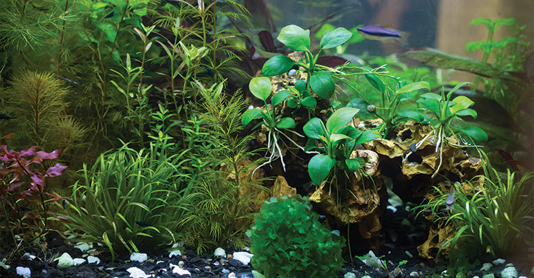 Как содержать растение для аквариума анубиас, особенности ухода
