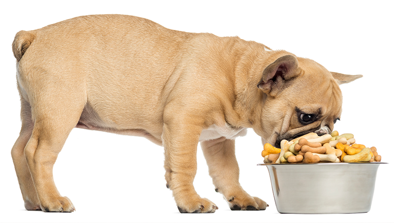 Как и чем правильно кормить собаку: виды и особенности питания 
