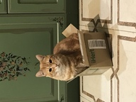 Пользовательская фотография №5 к отзыву на 1st Choice Weight Control Сухой корм для взрослых кошек, склонных к набору веса (с курицей)